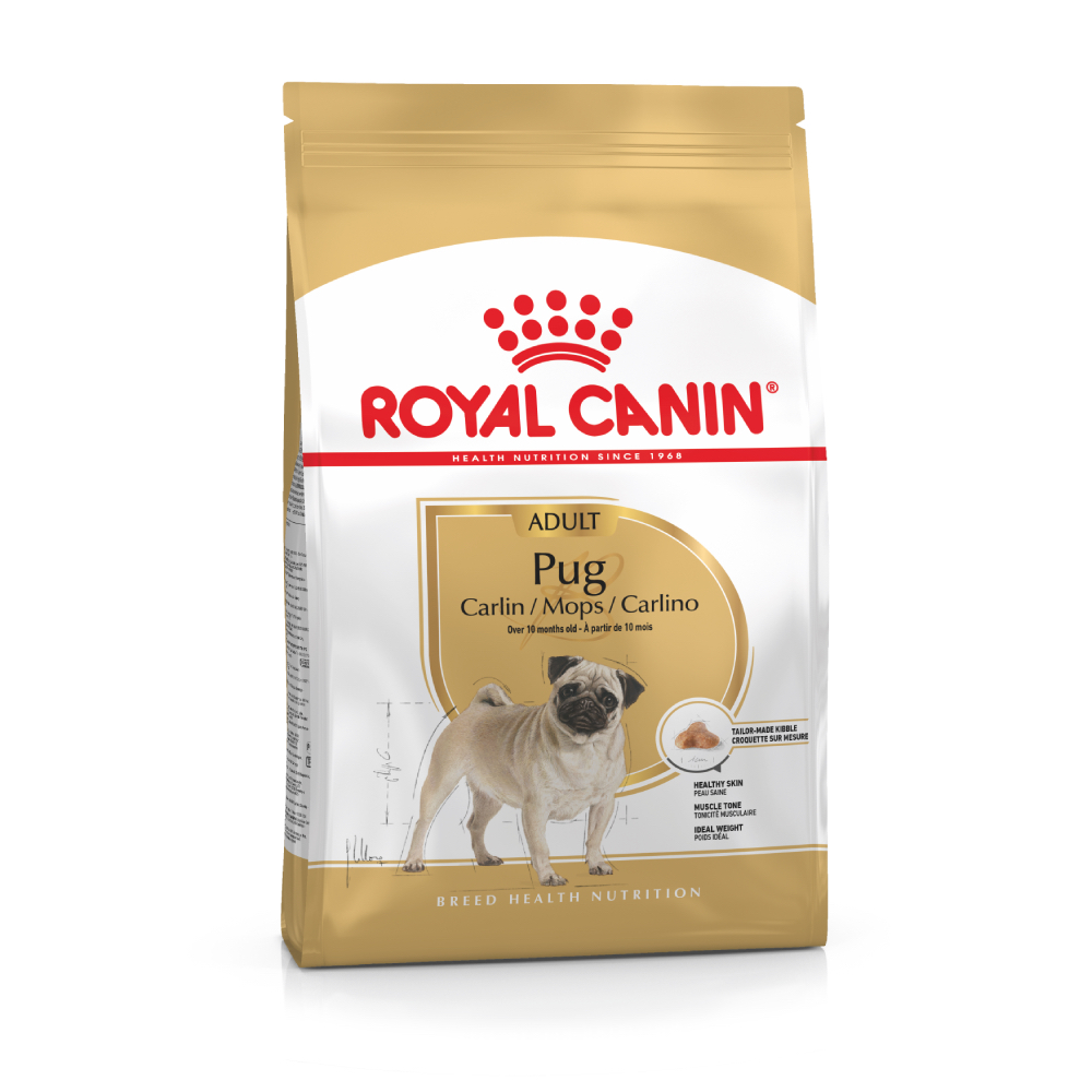 pug adulto