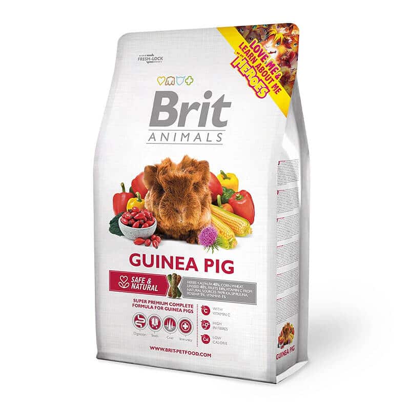 BRIT-GUINEA-PIG